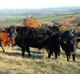 Dexter Cattle