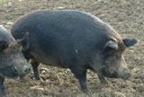 Iron Age Pigs