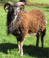 Soay Sheep